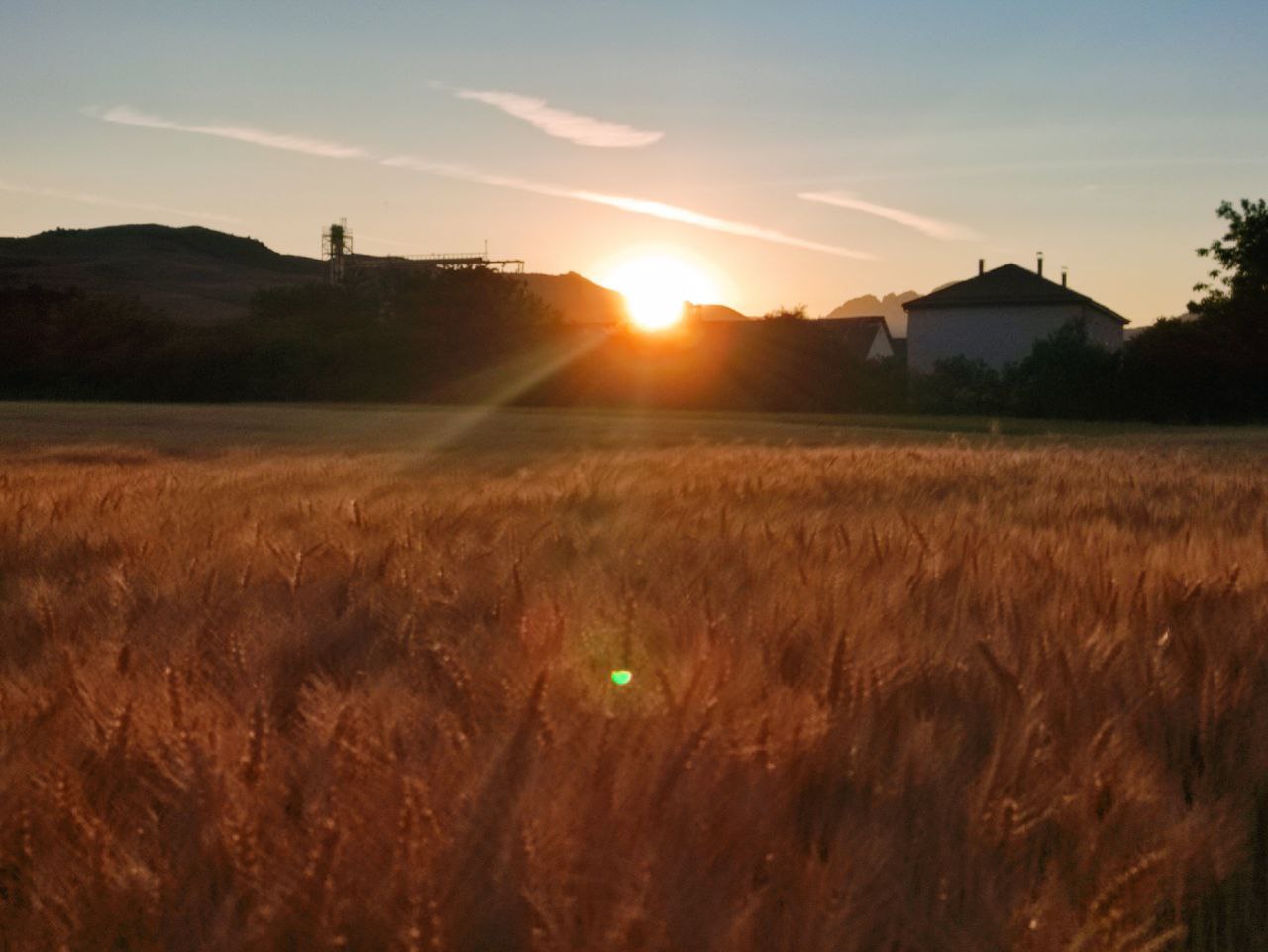 De veghe în lanul de secară_1